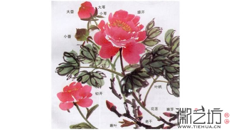 2017.3.30春雨綿綿話牡丹7