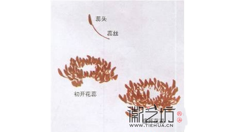 2017.3.30春雨綿綿話牡丹9