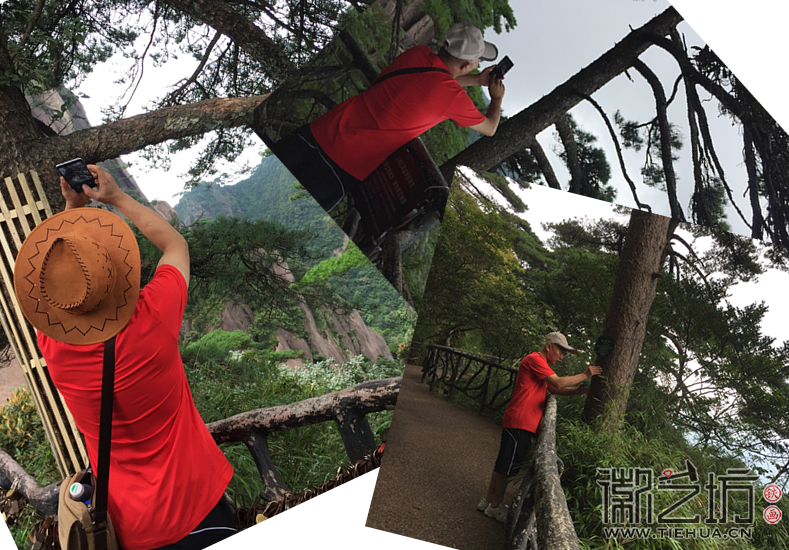 鐵畫(huà)大師拍下松樹(shù)的細(xì)微之處